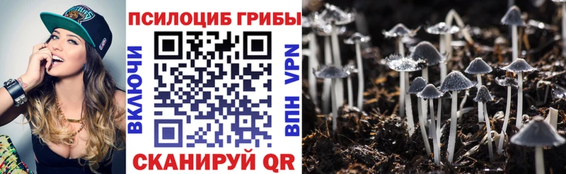 Псилоцибиновые грибы Psilocybe  нарко площадка какой сайт  Заозёрный 